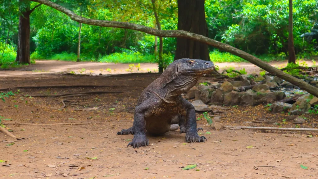 Komodo Island