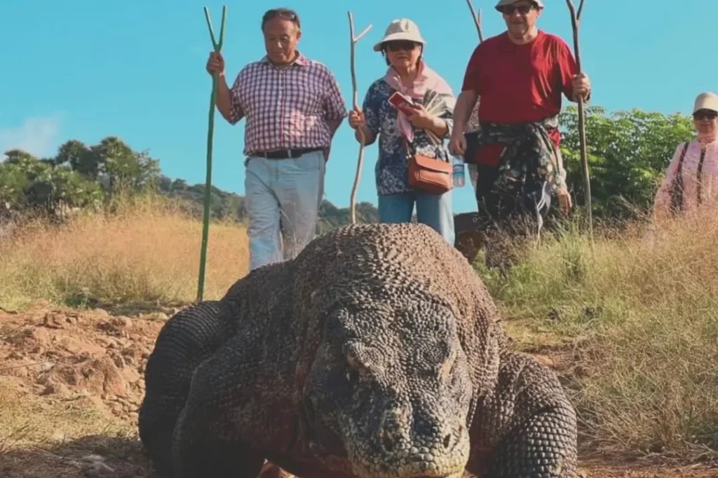 Komodo Island