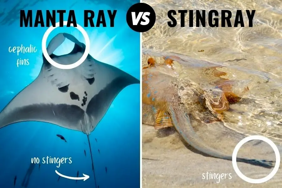 Manta Ray vs. Stingray